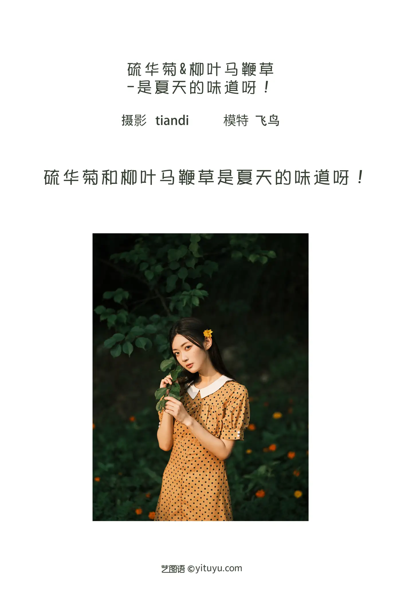 [艺图语] 2022.08.08 Vol.1654 – 硫华菊&柳叶马鞭草-是夏天的味道呀！ 飞鸟咕咕-#[44P]-2